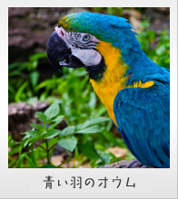 こにし動物病院 青い羽のオウム