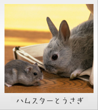 こにし動物病院 ハムスターとうさぎ