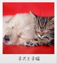 こにし動物病院 子犬と子猫